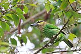 Green-eared Barbetborder=